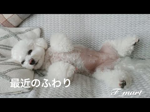 最近のふわり　-ビションフリーゼ犬ｰ