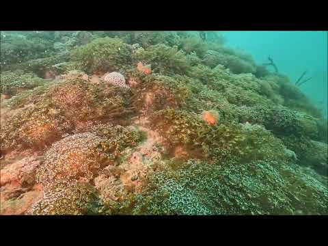 幼生を保有したニホンアワサンゴ群落（山口県周防大島町）