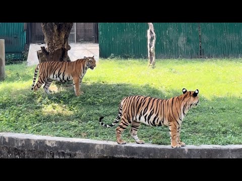 Wild life tiger fight 🐆😨