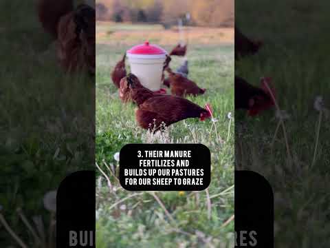 5 reasons to raise chickens on pasture #layinghens #pastureraised #backyardchickens