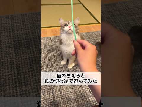 猫のちぇろと紙の切れ端で遊んでみた #shorts #cat