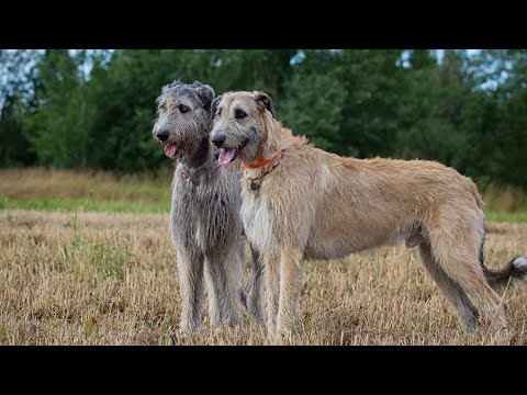 Irish Wolfhound Dog price & Details in India (Hindi) #dogpricelist #doginformation #dog