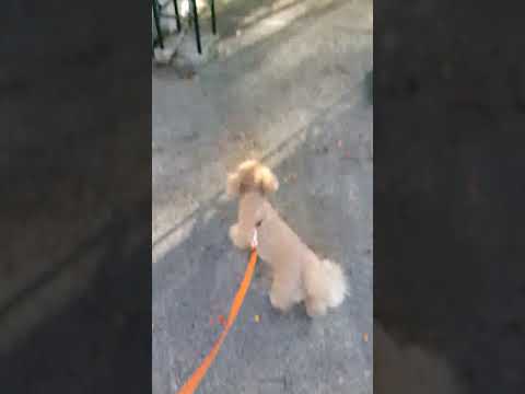 Walking around #shortviral #doglover #dogcute