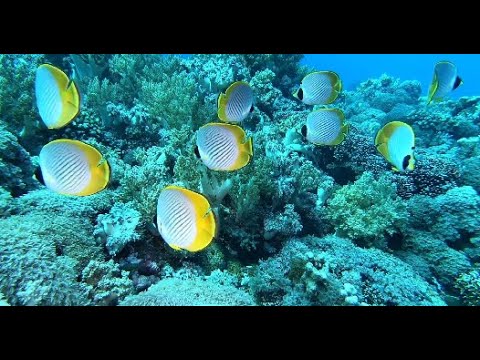 DIVING WITH SO MANY FISH AROUND THE WORLD   UNDERWATER RELAXATION VIDEO 2nd Edition