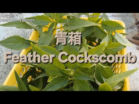 青葙 Feather Cockscomb