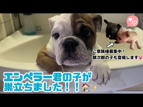 【ブルドッグ】巣立ち前のシャンプーの様子&1月生まれのフレブルちゃん成長動画をお見せします💓　新しいご家族様も募集中です！【フレンチブルドッグ】