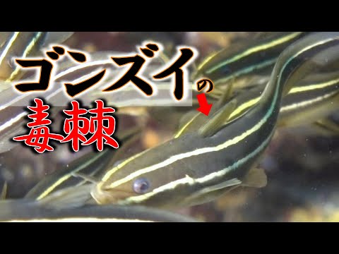 [ Barbel eel ] Hidden poisonous thorns / Plotosus japonicus