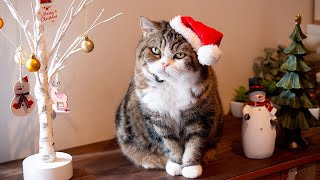 クリスマスなねこ2024。-Cats and Christmas 2024.-