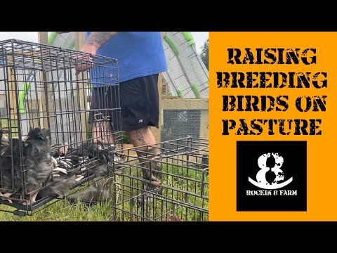 Time to Move Some Birds | Texas Breeding Chickens