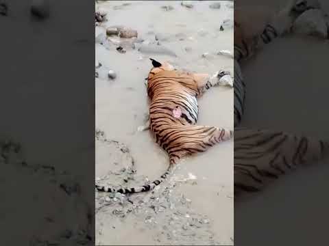 Tiger in Jim Corbett national park Ramnagar Uttarakhand india