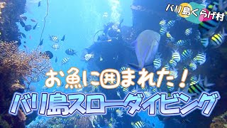 【バリ島ダイビング】沈船のアドベンチャー感とこの魚影！お魚に囲まれるトランベンでのんびりスローダイブ♪ @jellyfishbali