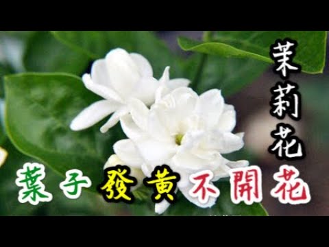 【天天小花農】茉莉花葉子發黃不開花？土裡埋入幾粒「它」，茉莉花瞬間瘋長促滿花