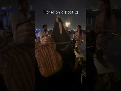 Horse on a boat 🛥️ #Dubai #horse #wow