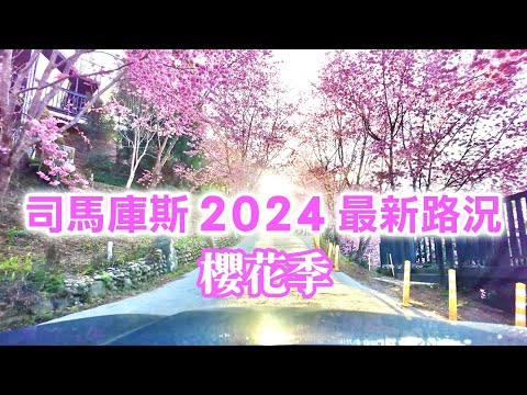 【新竹景點】上帝的部落「司馬庫斯」2024 最新路況，櫻花盛開🌸  Smangus  Hsinchu Taiwan