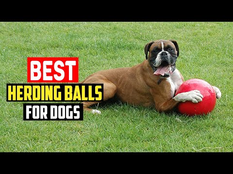 ✅ Top 5 Best Herding Balls for Dogs in 2023