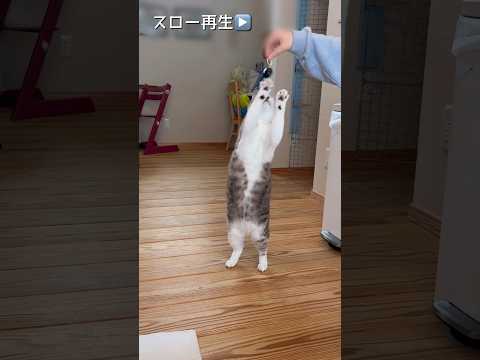 楽しかったのにもう終わり？ #ねこ動画 #cat #ねこ #保護猫 #子どもと猫 #おもしろい動物 #2足歩行 #踊るねこ