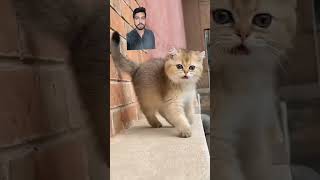 Bili ki dukh bhari kahani #cat #catlover #funny #cutecat #cute #viral #comedy  #greenscreen