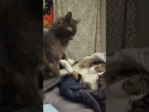 Russian Blue girl tries to start a fight #catshorts #adoptnotshop #cute #purrfectpets #adorable #猫