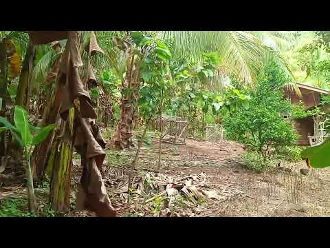 Banana (Kardaba) Harvesting