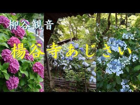 【Kansai Outing Spot】Yanagiya Kannon Hydrangea blooming at Youkoku Temple (Yanagidani Kannon)