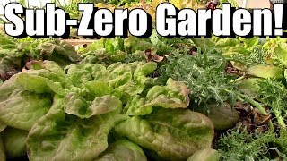 Sub-Zero Winter Vegetable Garden in Unheated Hoop House (Zone 5)