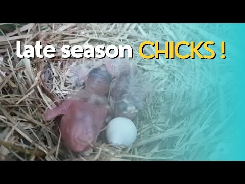 #13 Breeding season 22/23 - Some chicks in the nests