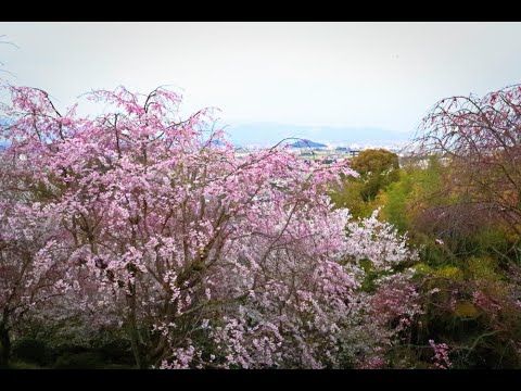 大神神社（大美和の杜）の桜 2024.04.06