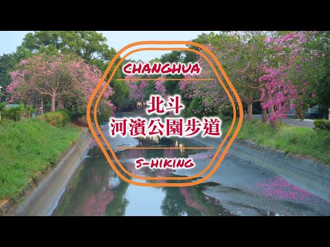 S步道｜彰化｜北斗河濱公園步道｜美人樹開遊河賞花｜北斗鎮