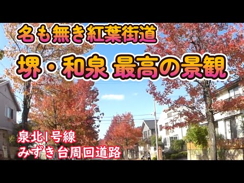 2024 最高の紅葉街道　堺 和泉編　60年も気がつかなかったなんて💦