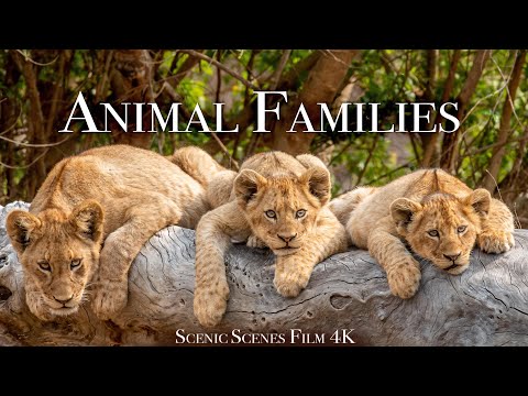 Animal Families 4k - Adorable Scenes Of Wild Animal Families | Scenic Relaxation Film