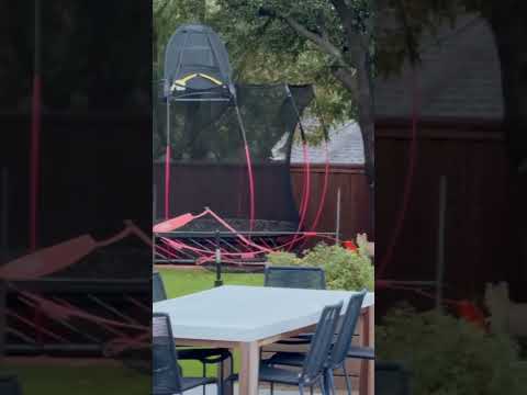 Watch Bobcats Enjoy a Springfree Trampoline in This Family’s Yard! #shorts