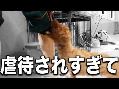 【次元が違う】虐待され続けて育った犬はここまで咬傷犬になってしまうのか...?愛護センターへ緊急保護！