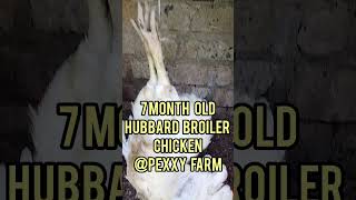 Broiler chicken with 6kg+ at 7month old #chicken #farming #urbanpoultry #kuku