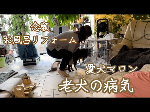 どんどん出てくる愛犬の病気／家でゆっくり過ごそう／進化したお風呂に念願リフォーム