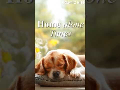 Calm Your Dog with Relaxing Music 🎶 Soothing tunes for stress relief 🐾