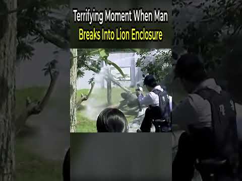 Terrifying Moment When Man Breaks Into Lion Enclosure