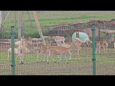 Deer fighting same as kangaroo