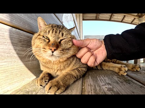 A strong-looking boss cat gets its cheeks massaged by a human