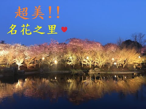 【日本旅遊】超美!!名花之里｜日本最大級燈海花園｜なばなの里