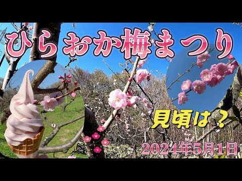 ひらおか梅まつり　GW期間中（合間）の様子