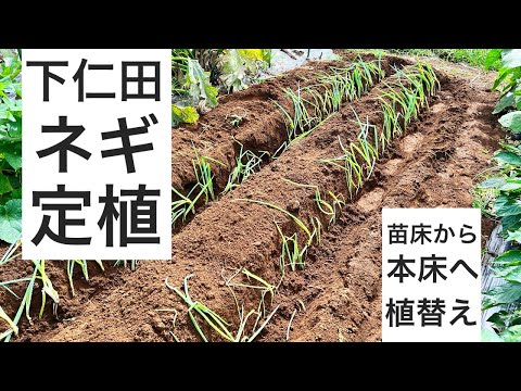 下仁田ネギの苗を本床に移植する作業