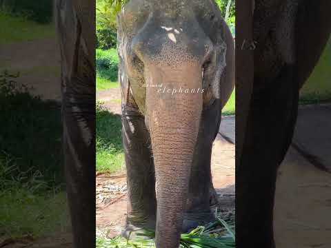 Up Close With Elephants, Phuket Elephant Sanctuary! #elephants #elephantsanctuary #elephantlove 🇹🇭