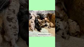 Introducing My 5 Adorable Newborn Toy Mini Australian Shepherd Puppies! #puppy #shorts #viral #dogs