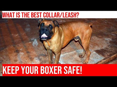 How to Choose the Perfect Collar and Leash for Your Boxer