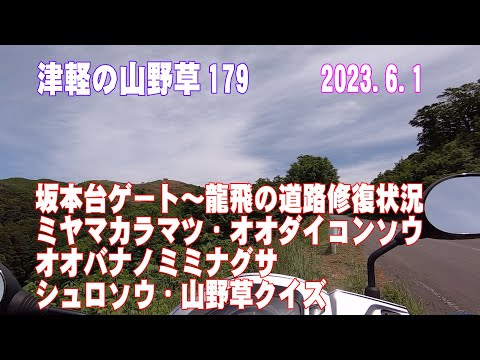 津軽の山野草179(龍泊ライン道路修復状況、ﾐﾔﾏｶﾗﾏﾂ、ｵｵﾀﾞｲｺﾝｿｳ、ｵｵﾊﾞﾅﾉﾐﾐﾅｸﾞｻ、ｼｭﾛｿｳ、山野草ｸｲｽﾞ)