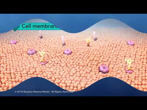 Structure of the Cell Membrane