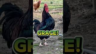 Grace!, Oh Grace!, Grace! #chickens #hens #roosters #backyardchickens