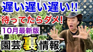 【少ない！速い！もう終わり】この秋買えない物がたくさん出そうです。。。　                  【カーメン君】【園芸】【ガーデニング】【初心者】