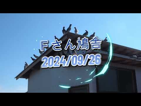 Ｆさん鳩舎　2024年9月26日