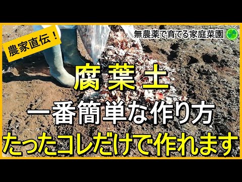 【腐葉土】穴なし枠なし袋なし！基礎～実際の作り方まで徹底解説【有機農家直伝！無農薬で育てる家庭菜園】　24/11/28